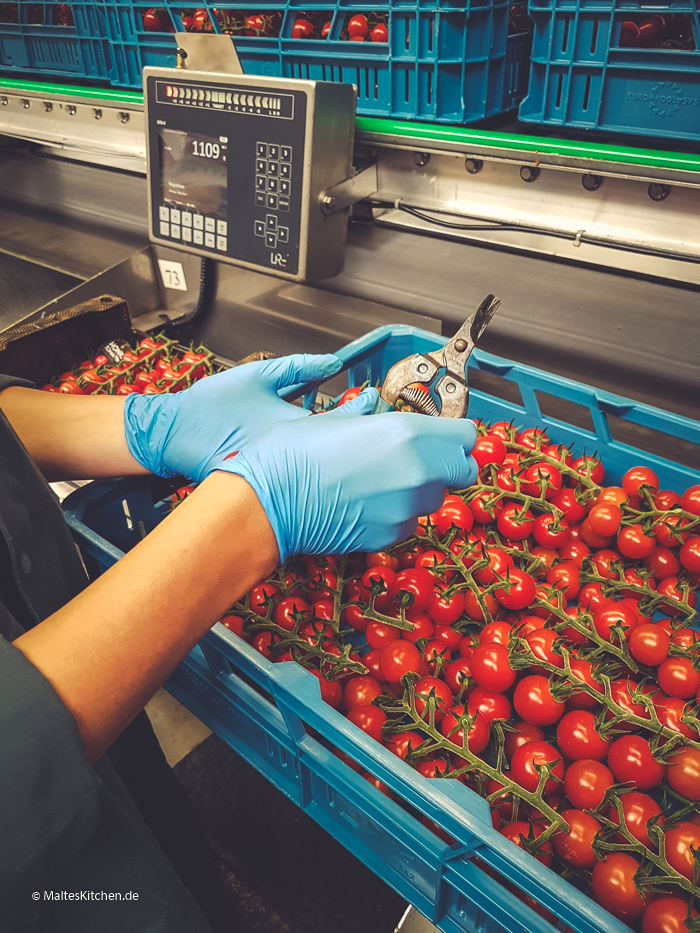 Hier werden die Tomaten sortiert