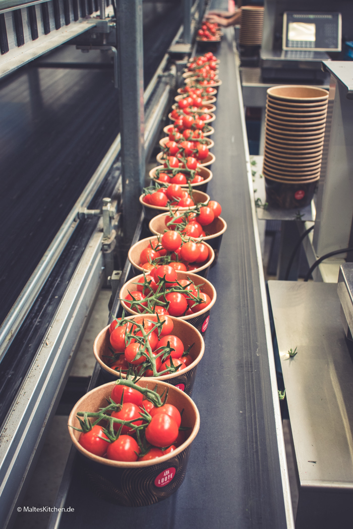 Die Hingtomate läuft vom Band