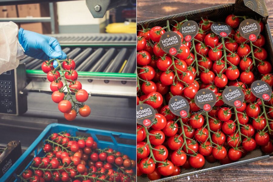 Mein Bericht über die Produktion der Honigtomate von Looye Kwekers